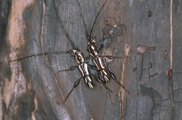 Combat territorial entre 2 mâles de Longicornes Ornithia