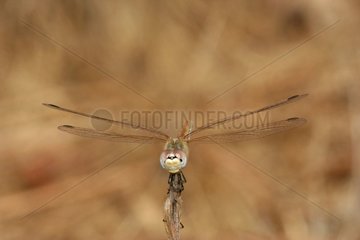 Drachenfliege posierte auf einem Stammmassiv der Moors Frankreich