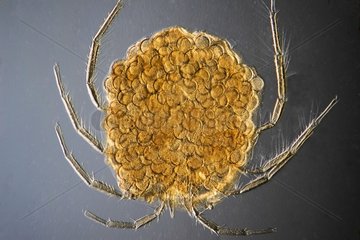Freswater mite of Australia under microscope