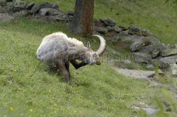Ibex scratching itself Gran Paradiso peak NP Italy