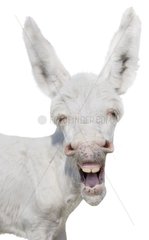 Portrait of white egyptian donkey in studio