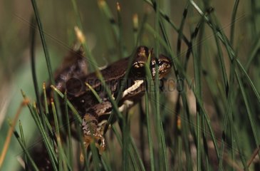 Young European frog in the grass Pyrenees France