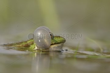 Porträt eines Froschsingens