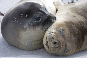 Two Northern elephant seals hugging in Falkland Islands