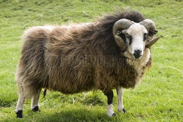 Shetland sheep ram Cotswold Farm Park UK