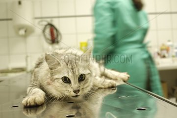 Europäische Katze auf der Operationstisch eines Tierarztes