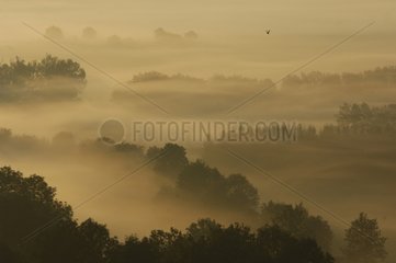 Morgennebel auf der Ebene der Vosges France