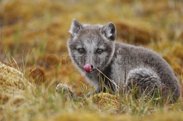 Arctic fox cub licking its noise Nunavut Canada