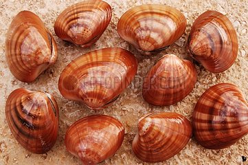 Gemeinsame Muscheln  die auf kroatischen Sand platziert sind
