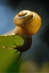 Snail to backlighting on a leaf Normandy