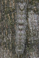 Hairy caterpillar 25 cm long and a trunk Gunung Leuser