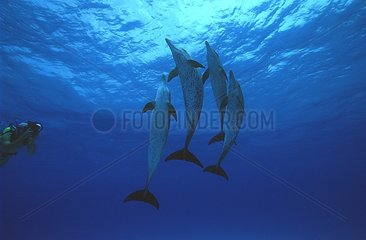 Group of Atlantic spotted Dolphin and diver