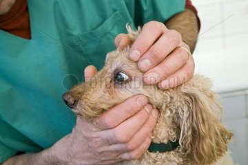 Veterinarian examining poodle eyes France