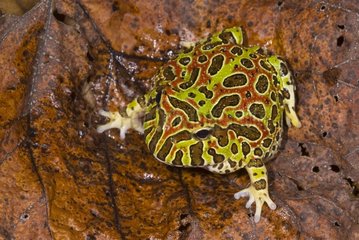 Ornate Horned frog on dead leaves in forest Brazil