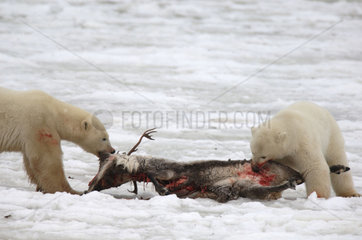Manitoba  Hudson bay  unique photos of male polar bear feeding on a caribou carcass