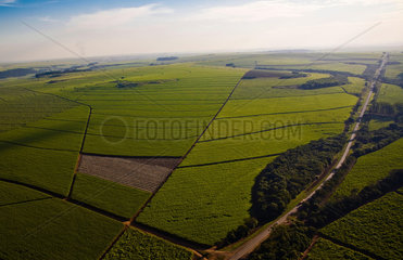 Sugarcane plantation near Ribeirao Preto  Sao Paulo State  Brazil. Plowed land. Biofuel.