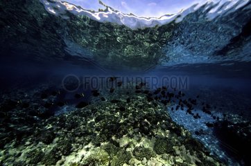 Welle Unterwasseransicht Tuamotu Französisch -Polynesien