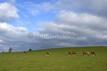 Group of Comtois Horses grazing in the Haut-Doubs