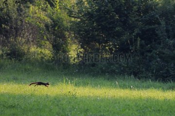 Eurasian Red Squirrel crossing a meadow running