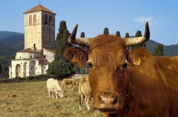 Kuh vor der Romanzkirche von Saint-Just Haute-Garonne [at]