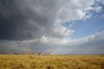 Masaï giraffes walking in savanna Masaï Mara Kenya