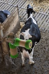 Cow rubbing his back with an automated brush