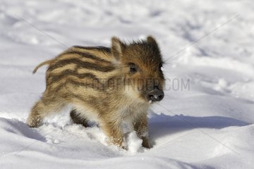 Wild Piglet on snow Schleswig-Holstein Germany
