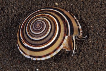 Sundial Snail going out its shell Bali Indonesia