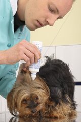 Cleaning the ears of a Yorkshire by the veterinarian