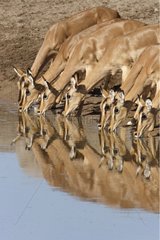 Black-faced Impalas at water point Etosha Namibie