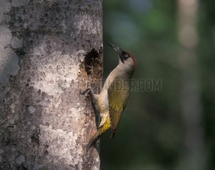 Green woodpecker female nourishing its young Sweden