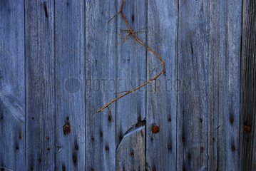 Thorns and old wooden door France