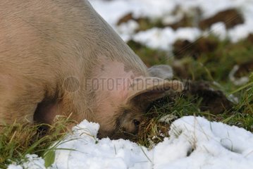 High pig outdoors in the snow Plougastel