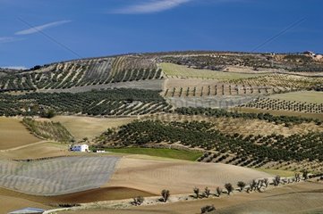 Fields in Alhama de Granada Andalucia Spain
