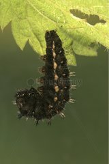 Caterpillar bereit  sich in Chrysalis zu verwandeln