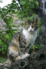 Bulgarien She-cat [at]