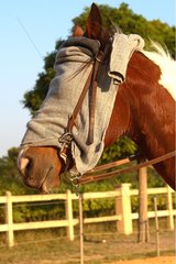 Porträt eines preisgreifenden Pferdes mit dem Gesicht versteckt