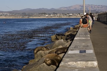 California Sea Lions Port Monterey California USA