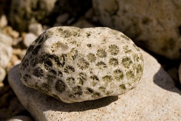 Gänse -Barnacle -Drucke auf einem Felsenfrankreich