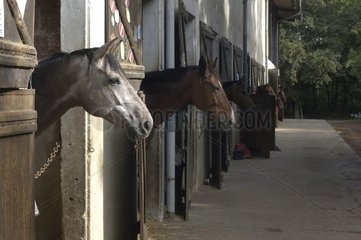 Pferde in Ständen in einer Reitschule Frankreich