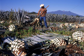 Colheita da pinha do agave azul ( jima )  Vale de Tequila.
