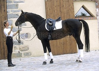 Rider introducing his hand Hanoverian stallion France