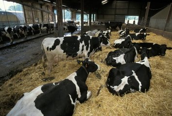 Vaches Prim'Holstein en stabulation France