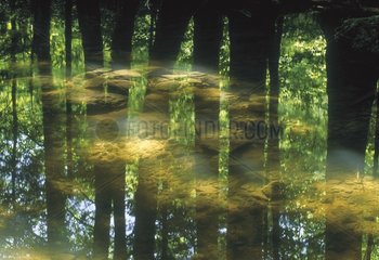 Reflet des arbres dans la rivière Le Hérisson Jura France
