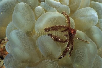 Orangutang -Krabbe  die auf einer Kolonie einer Bubble -Koralle lebt