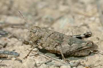 Female Locust posed on stones France