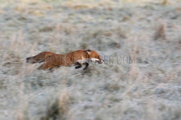 Red fox running in a frozen meadow in autumn GB