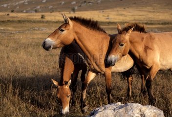 Przewalski 's horses France