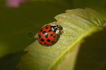 Eyed Ladybird KÃ¤fer auf einem Blatt
