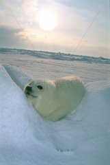 Jeune phoque couché dans la neige Iles de la Madeleine